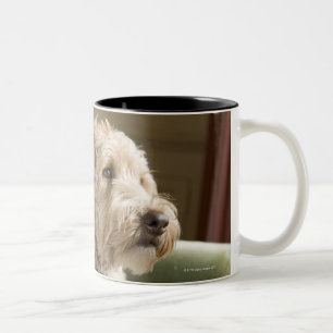Hund, der im Lehnsessel sitzt Zweifarbige Tasse