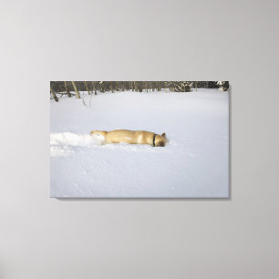 Hund, der im Schnee gräbt Leinwanddruck
