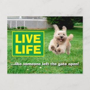 Hund, der in Hof läuft Einladungspostkarte