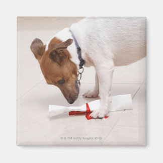 Hund, der nach einem Diplom sucht Magnet