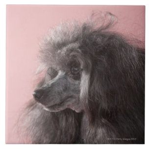 Hund, der weg schaut fliese