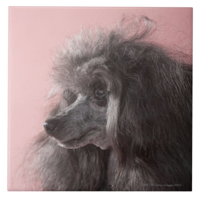 Hund, der weg schaut fliese (Vorderseite)