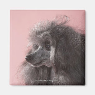Hund, der weg schaut magnet