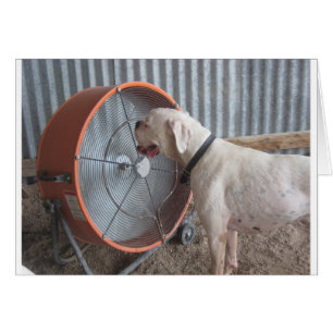 Hund - die Brise lieben