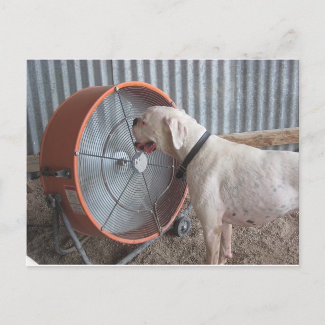 Hund - die Brise lieben Postkarte (Vorderseite)