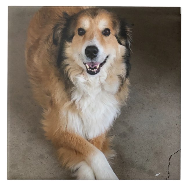 Hund  fliese (Vorderseite)