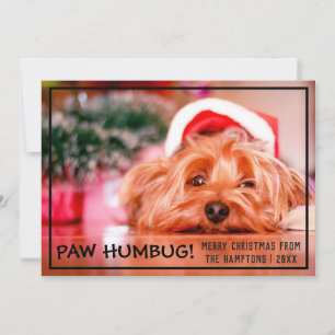 Hund Foto Paw Humbug Weihnachten Haustier