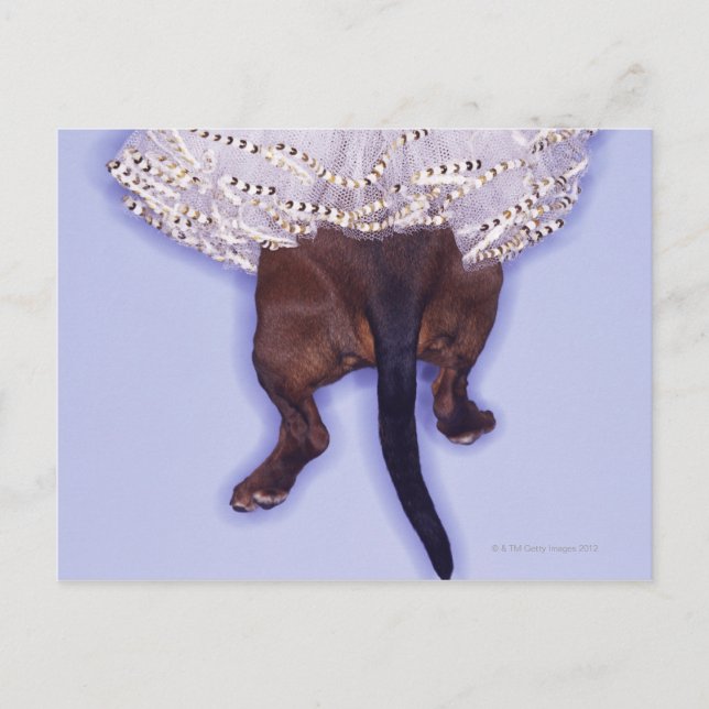 Hund gekleidet postkarte (Vorderseite)