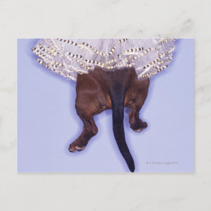 Hund gekleidet postkarte