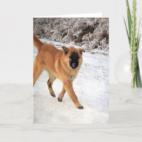 Hund Gepunktet auf einem frostigen Morgenspazierga