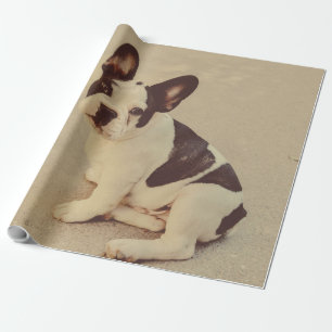 Hund Geschenkpapier