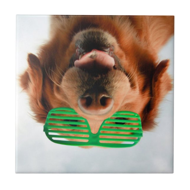 Hund Getty Bild-| mit Gläsern Fliese (Vorderseite)