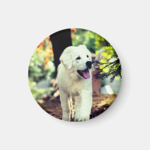 Hund, Haustier, Kanine Magnet