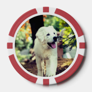 Hund, Haustier, Kanine Pokerchips