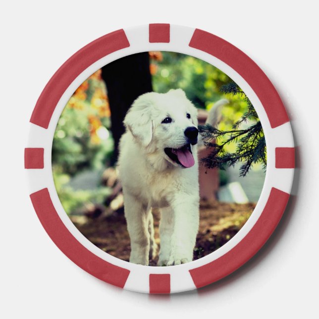 Hund, Haustier, Kanine Pokerchips (Vorderseite)