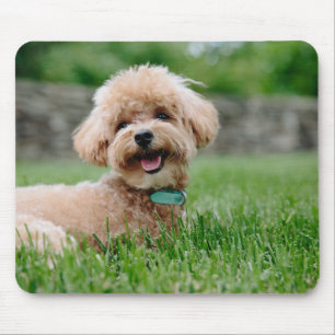 Hund, Haustier Mousepad