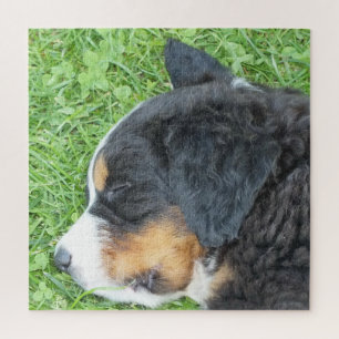 Hund, Haustier, niedlich, Tier, Rasse, Rätsel, Wel Puzzle