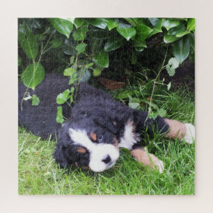 Hund, Haustier, süß, Tier, Rasse, Rätsel,,Welpe, Puzzle