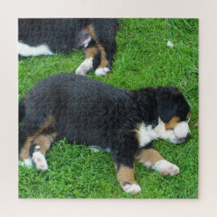Hund, Haustier, süß, Tier, Rasse, Rätsel,,Welpe, Puzzle