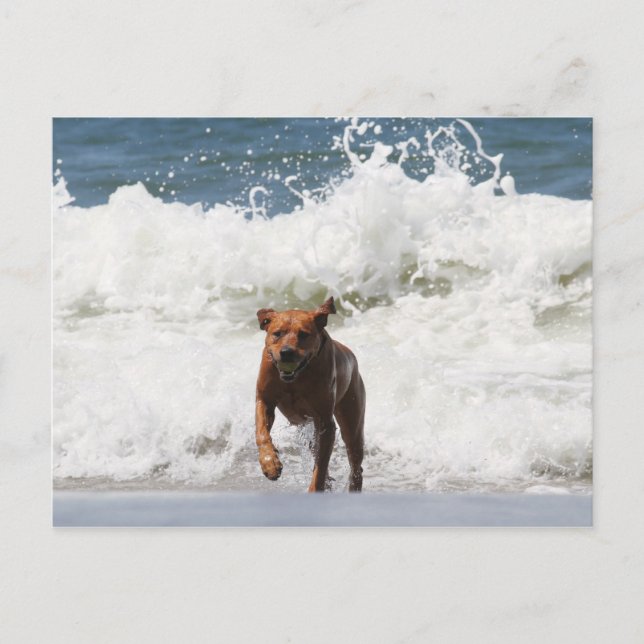 Hund - Hier komme ich... Postkarte (Vorderseite)