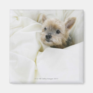 Hund im Bett Magnet