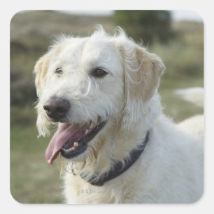 Hund im Heideland Quadratischer Aufkleber