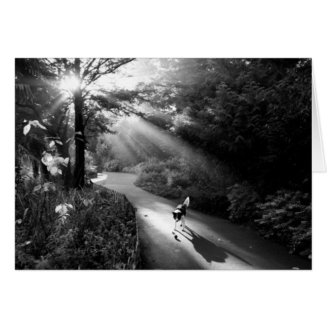 Hund im Morgensonnenlicht (Vorderseite (Horizontal))