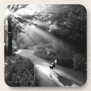 Hund im Morgensonnenlicht Getränkeuntersetzer