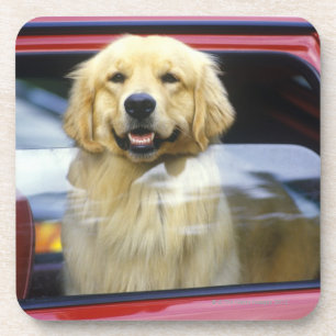 Hund im roten Autofenster Getränkeuntersetzer