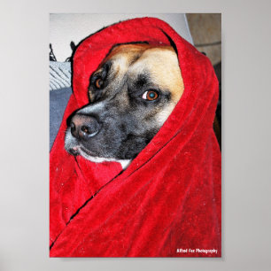 Hund im roten Bettlakenporträt Poster