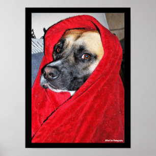Hund im roten Bettlakenporträt Poster