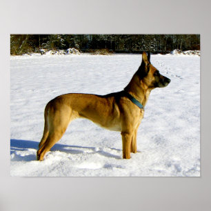 Hund im Schnee Poster