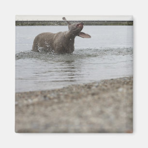 Hund im See, der vor Wasser schüttelt Magnet