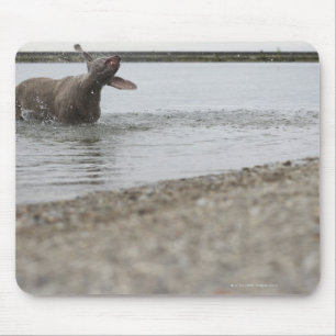 Hund im See, der weg vom Wasser rüttelt Mousepad