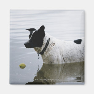 Hund im Wasser mit Tennisball Magnet