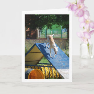 Hund in der Hundeschule Karte