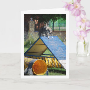 Hund in der Hundeschule Karte