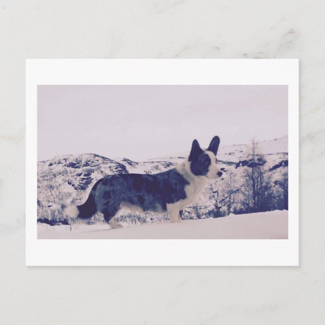 Hund in der Schneeschuhwanderkarte Feiertagspostkarte (Vorderseite)