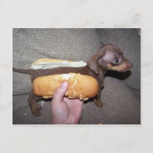 Hund in einem Bun Postkarte