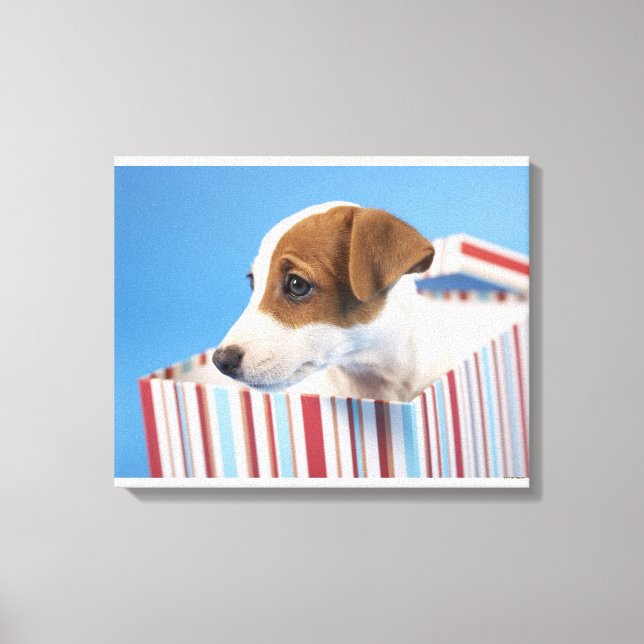 Hund in einer Geschenkboxen Leinwanddruck (Vorderseite)