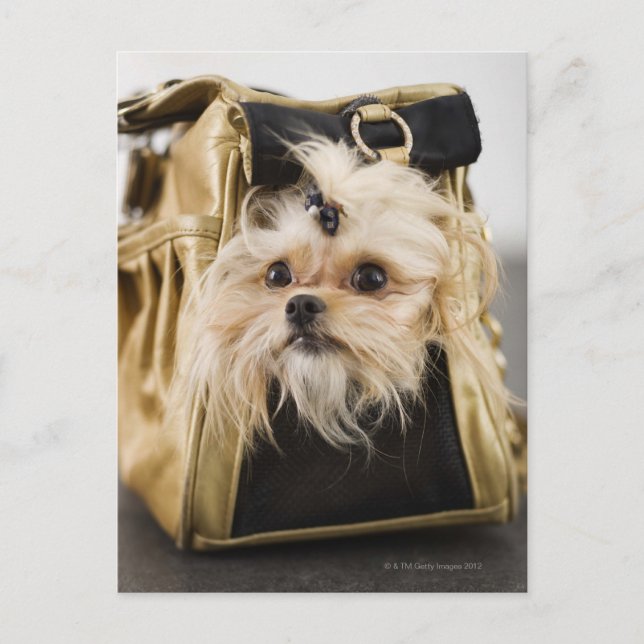 Hund in einer Handtasche Postkarte (Vorderseite)