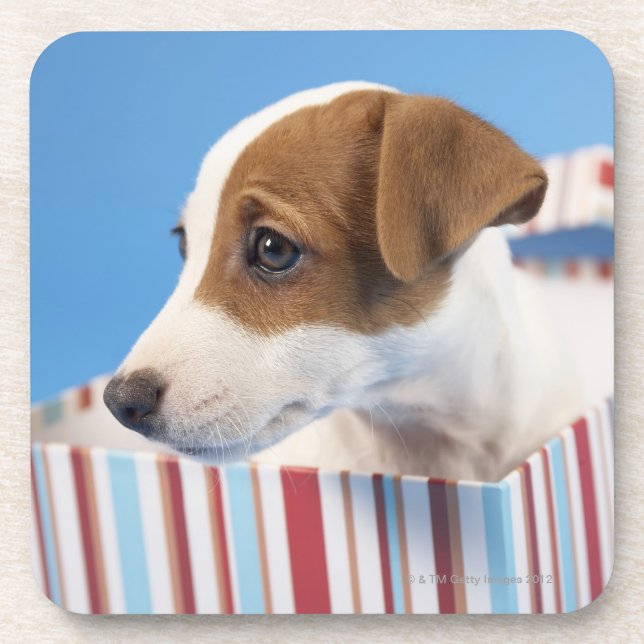 Hund in Geschenkboxen Untersetzer (Vorderseite)