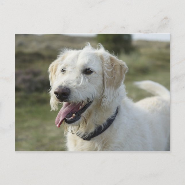 Hund in Heide Land. Postkarte (Vorderseite)