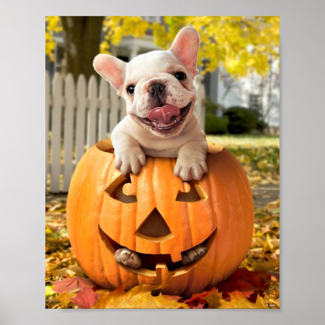 Hund in Jack-o-Lantern Poster (Vorne)