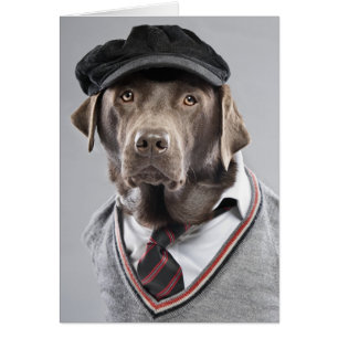Hund in Pullover und Kapsel