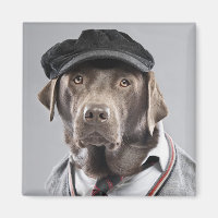 Hund in Pullover und Kapsel