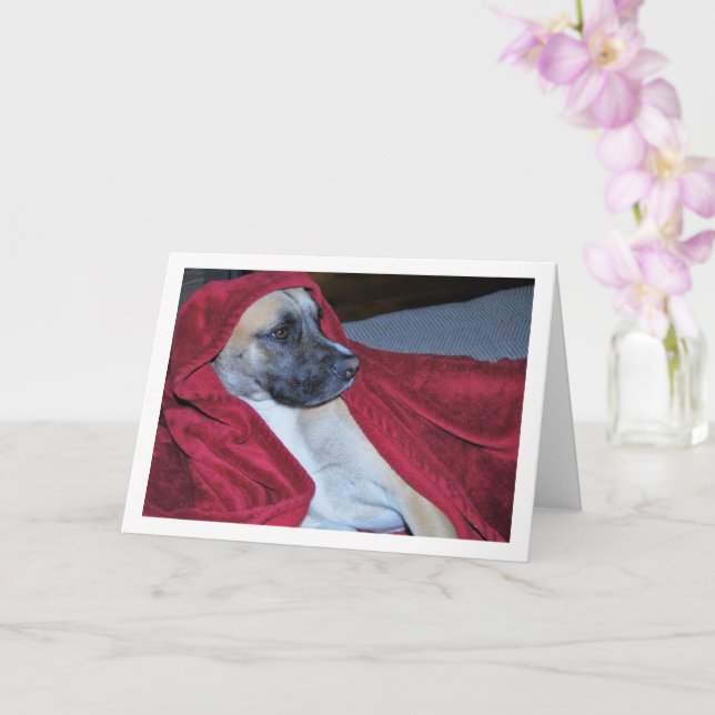 Hund in Red Blanket Portrait Karte (Orchidee)