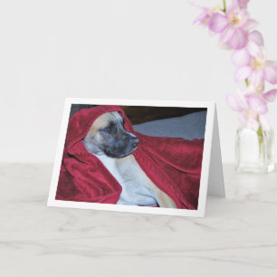 Hund in Red Blanket Portrait Karte