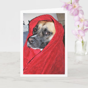 Hund in Red Blanket Portrait Karte