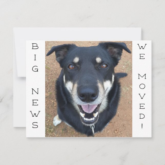 Hund ist glücklich geworden! Postkarte (Vorderseite)